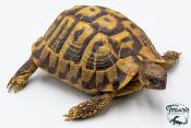 Tortue d'Hermann - Testudo hermanni hermanni Femelle - 900250000956520