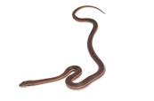 Boaedon fuliginosus Togo Stripe - Serpent des maisons africain
