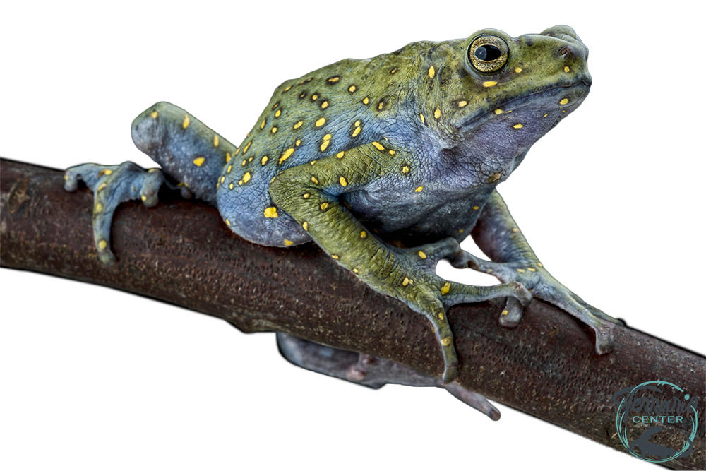 Rentapia flavomaculata - Crapaud arboricole à tâches jaunes