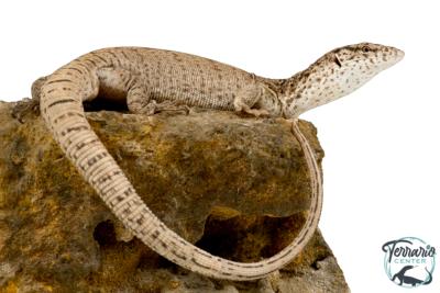 Varanus Gilleni - Varan de Gillen