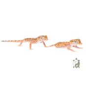Stenodactylus sthenodactylus - Gecko élégant