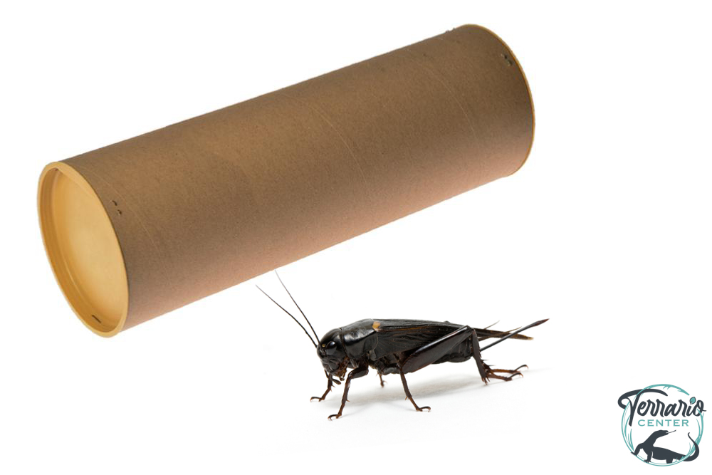 Tube de Grillons Bimaculatus