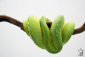 Morelia viridis Kofiau - Python vert arboricole - Femelle 250228500106728 - Adulte