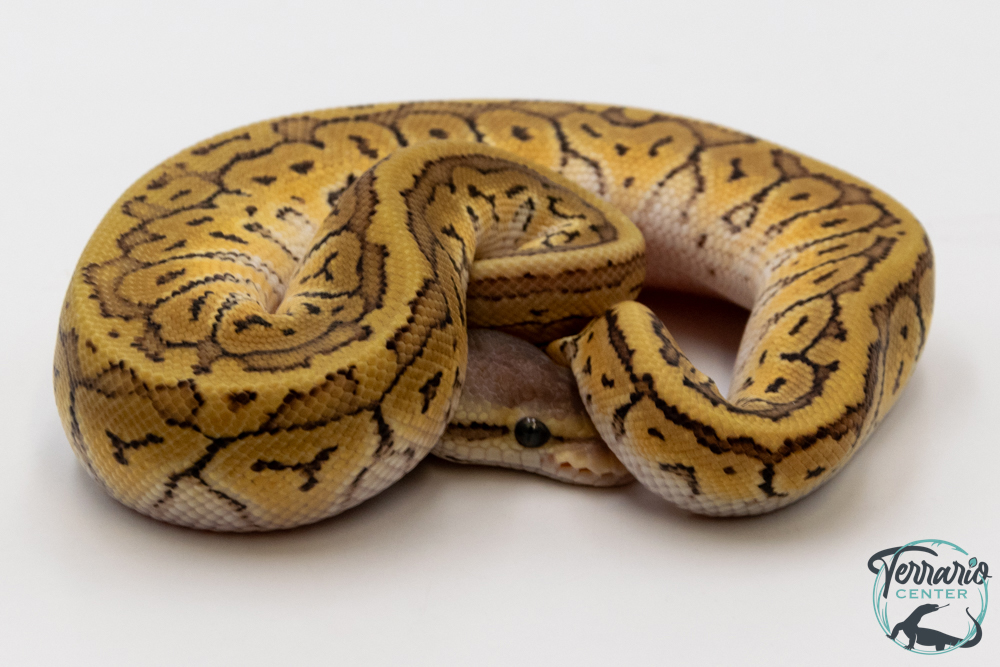 Python royal - Python regius Lemon Blast Mojave