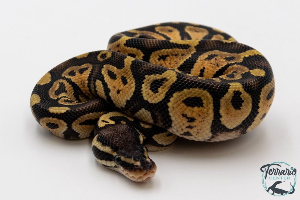Python royal - Python regius Pastel
