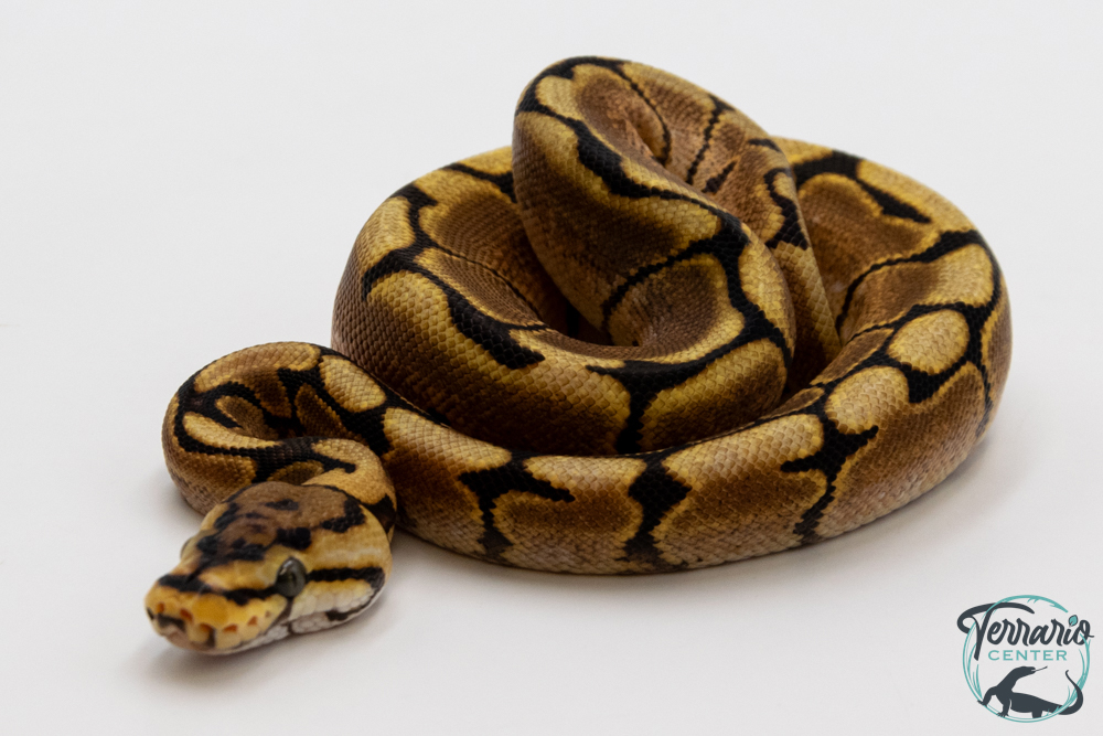 Python royal - Python regius Spider Yellow Belly