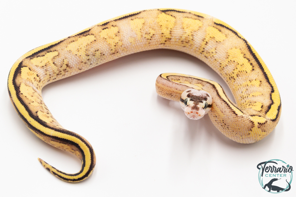 Python royal - Python regius Super Stripe Pastel