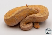 Python royal - Python regius Banana Pinstripe Yellow Belly