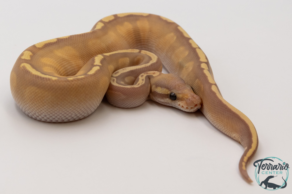 Python royal - Python regius Banana Mojave GHI