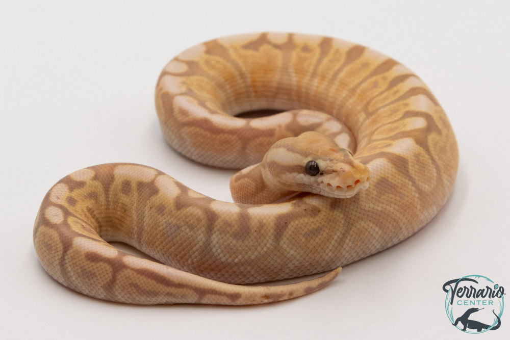 Python royal - Python regius Banana Pastel GHI 