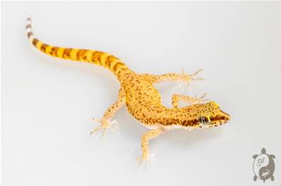 Tropiocolotes nattereri -  Gecko de Natterer