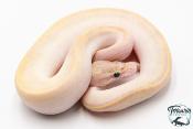 Python Royal - Python regius Ivory