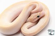 Python Royal - Python regius Ivory