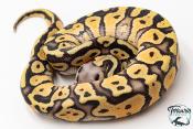 Python royal - Python regius Super Pastel
