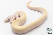 Python Royal - Python regius Ivory Lemon Blast