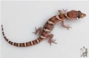 Coleonyx mitratus NC - Gecko à bandes d'Amérique Centrale