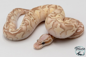 Python royal - Python regius Banana Firefly