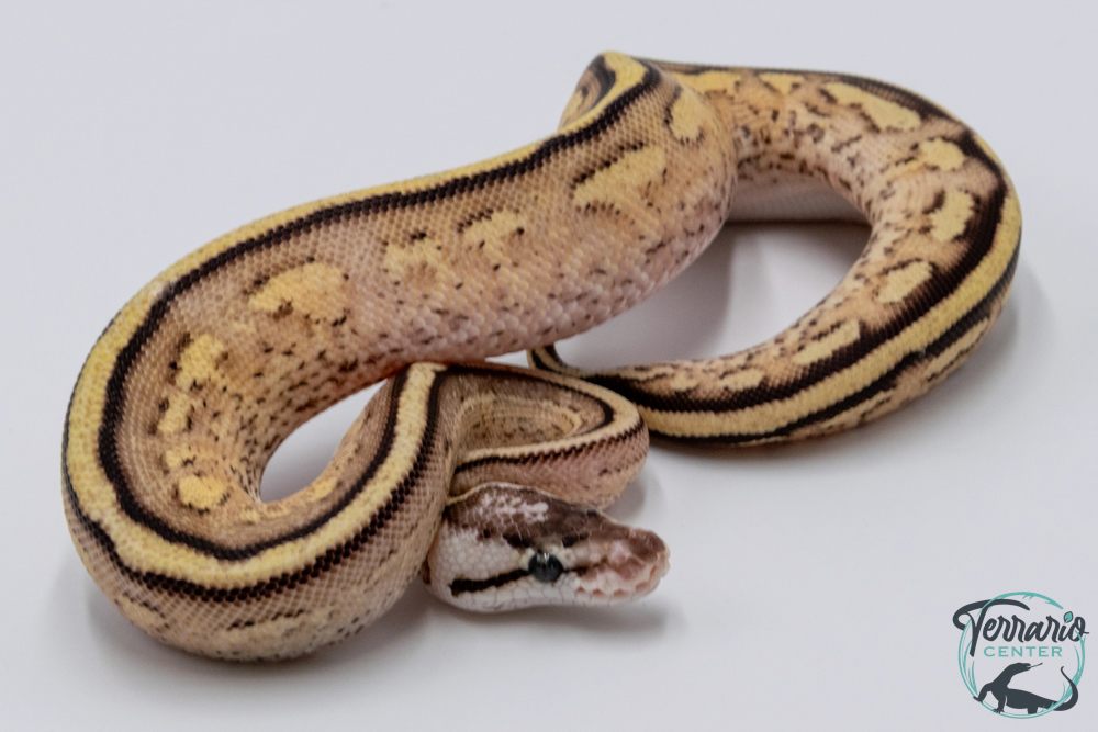 Python royal - Python regius Super Stripe Pastel