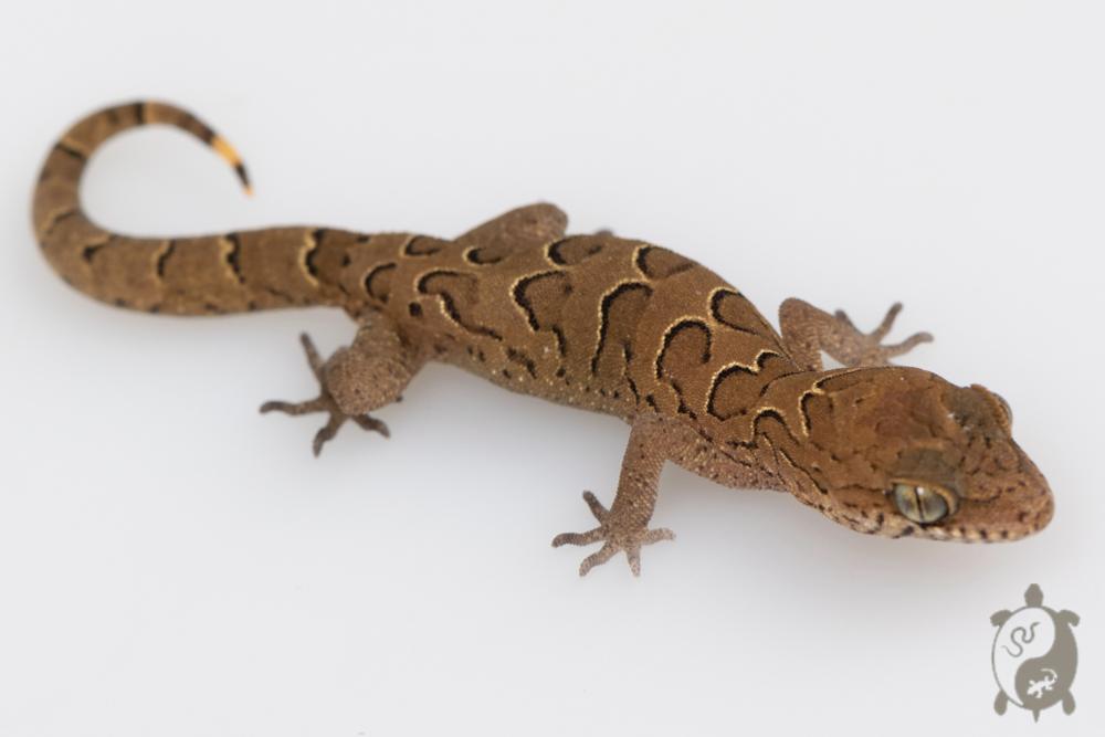 Geckoella nebulosus - Gecko indien assombri 05