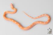 Serpent des blés - Pantherophis guttatus Opal Pinstripe