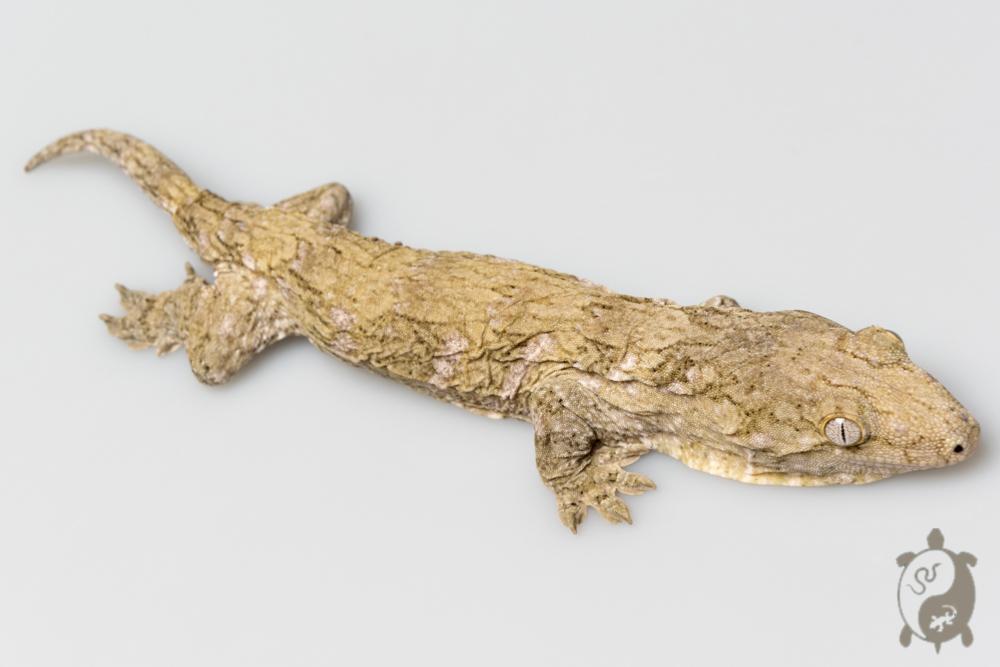 Rhacodactylus leachianus - Gecko géant de Nouvelle-Calédonie Mont Koghis 01