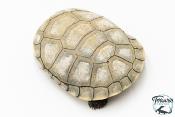 Pelomedusa subrufa – Péloméduse roussâtre - 02
