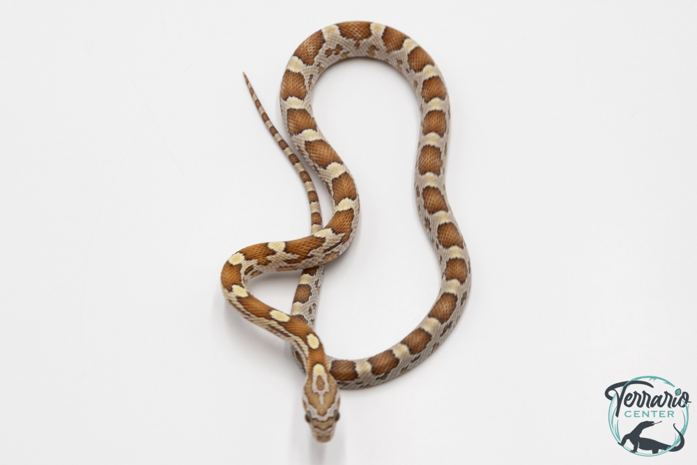 Serpent des blés - Pantherophis guttatus Goldust