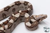 Boa constricteur - Boa imperator VPI