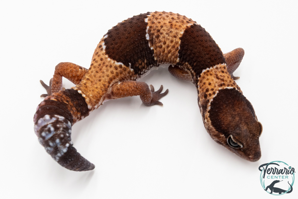 Hemitheconyx caudicinctus - Gecko à queue grasse - Mâle &#9794; A3