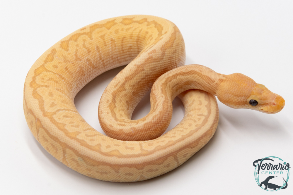 Python royal - Python regius Banana Pinstripe Mojave