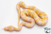 Python royal - Python regius Albinos
