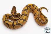 Python royal - Python regius Enchi Hypo 