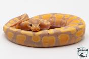 Python royal - Python regius Banana