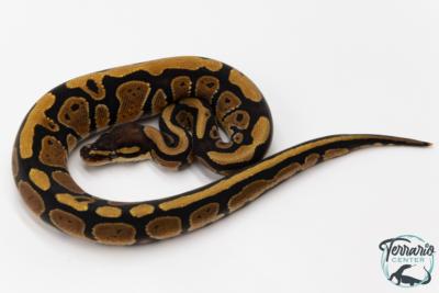 Python royal - Python regius Specter