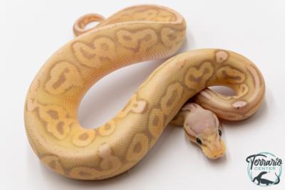 Python royal - Python regius Banana Pewter