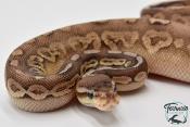 Python Royal - Python regius Pewter