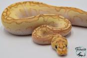 Python royal - Python regius Banana Clown Lesser