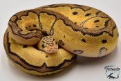 Python royal - Python regius Clown Pastel