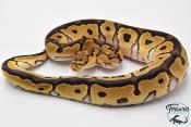 Python royal - Python regius Clown
