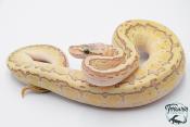 Python royal - Python regius Emperor Pinstripe 