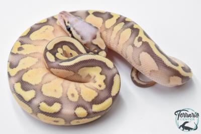 Python royal - Python regius Super Pastel Lesser