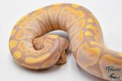 Python royal - Python regius Banana