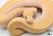 Python royal - Python regius Banana Pinstripe Mojave GHI