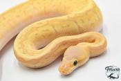 Python royal - Python regius Banana Lemon Blast Mojave