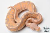 Python royal - Python regius Banana Cinnamon