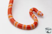 Lampropeltis triangulum hondurensis -  Faux-corail du Honduras - Albinos Tangerine