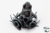 Dendrobates auratus - Dendrobate doré "Panama spécial"