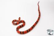 Lampropeltis triangulum hondurensis -  Faux-corail du Honduras - Super Tangerine - NC 2024