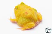Ceratophrys cranwelli - Grenouille cornue de Cranwell Pikachu