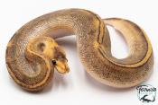 Python royal - Python regius Champagne